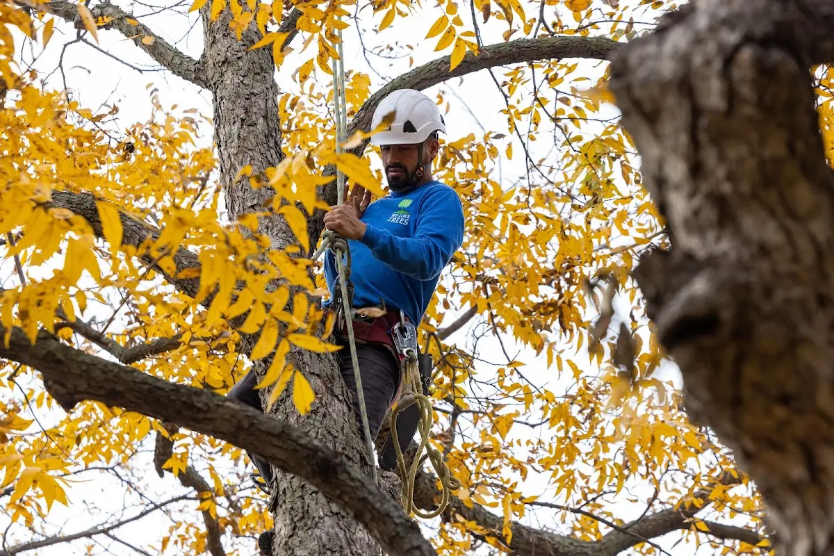 Skilled Tree Planting crew working in Maple Plain